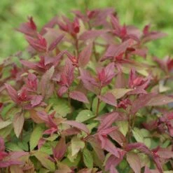 Double Play® Red Spirea -Perennials Store Spiraea Double Play Red 6 P sw
