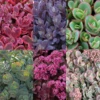 Succulent Ground Cover Collection 1 Succulent Ground Cover Collection -Perennials Store Succulent Ground Cover Collection
