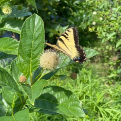 Sugar Shack® Buttonbush -Perennials Store SugarShackFlowers3
