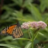 'Cinderella' Swamp Milkweed -Perennials Store Swampmilkweedinthegarden