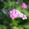 Proud Berry® Coralberry -Perennials Store Symphoricarpos Proud Berry 1