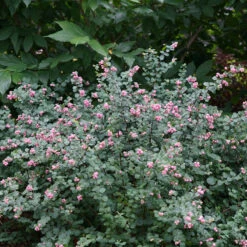 Proud Berry® Coralberry 8 Proud Berry® Coralberry -Perennials Store Symphoricarpos Proud Berry 3