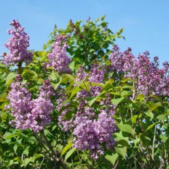 Scentara® Double Blue Lilac -Perennials Store Syringa Scentara Double Blue 3 P