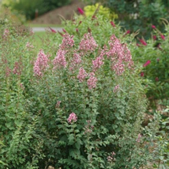 Bloomerang Ballet™ Lilac -Perennials Store SyringaBloomerangBalletDSC09297 800x800 17c1303