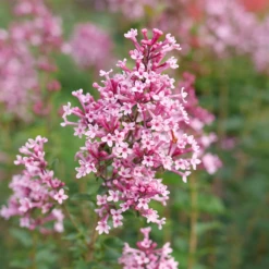 Bloomerang Ballet™ Lilac -Perennials Store SyringaBloomerangBalletP1228473 800x800 fbfc2eb