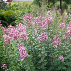 Bloomerang Ballet™ Lilac -Perennials Store SyringaBloomerangBalletP1228477 800x800 7aa93c2