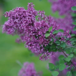 Bloomerang® Dark Purple Reblooming Lilac -Perennials Store SyringaBloomerangDarkPurpleDSC03180 800x800 64476ad