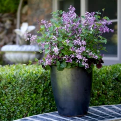 Bloomerang® Dark Purple Reblooming Lilac -Perennials Store SyringaBloomerangDarkPurpleIMG 8948 800x800 b73a99c