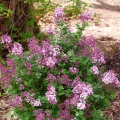 Bloomerang® Purpink™ Lilac -Perennials Store SyringaBloomerangPurpinkP1162690 1080x1080 307228c 620d74b8 455b 458c 8976 ec393ba1fca6