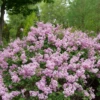 Bloomerang® Purpink™ Lilac -Perennials Store SyringaBloomerangPurpinkP1173772 1080x1080 ed94ba8 cca9387b 5e2b 41e4 814c c54afbfabe46