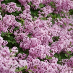 Bloomerang® Purpink™ Lilac -Perennials Store SyringaBloomerangPurpinkP1173775 1080x1080 2bc730b 8740d8cd fcf7 4039 8c7c dec9ed16072e