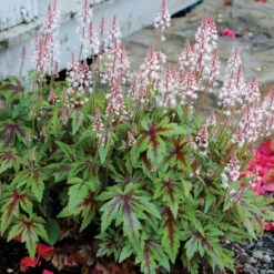 'Sugar & Spice' Foamflower 9 'Sugar & Spice' Foamflower -Perennials Store TIASS1Q 1