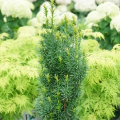 Stonehenge Skinny® Yew -Perennials Store TaxusStonehengeSkinnyDSC00077 800x800 01d2072