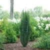 Stonehenge Skinny® Yew 2 Stonehenge Skinny® Yew -Perennials Store TaxusStonehengeSkinnyDSC08390 800x800 e03bd93
