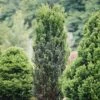 Stonehenge® Yew -Perennials Store Taxus Stonehenge 1