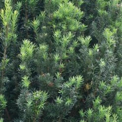 Stonehenge® Yew 8 Stonehenge® Yew -Perennials Store Taxus Stonehenge 3