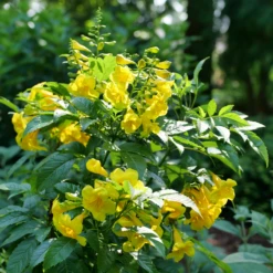 Chicklet™ Gold Trumpet Bush 8 Chicklet™ Gold Trumpet Bush -Perennials Store TecomaChickletGoldP1072176 800x800 ee6a705