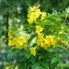 Chicklet™ Gold Trumpet Bush 1 Chicklet™ Gold Trumpet Bush -Perennials Store TecomaChickletGoldP1072218 800x800 1b2d13b