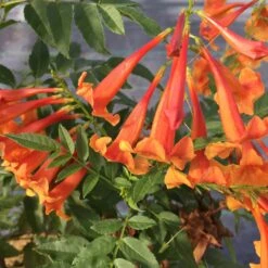 Chicklet™ Orange Trumpet Bush -Perennials Store TecomaChickletOrangeIMG 2119