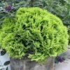 Anna's Magic Ball® Arborvitae