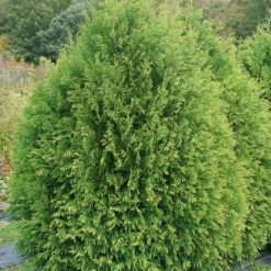 Cheer Drops™ Arborvitae 7 Cheer Drops™ Arborvitae -Perennials Store ThujaCheerDropsDSC03228LR sw