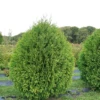 Cheer Drops™ Arborvitae -Perennials Store ThujaCheerDropsDSC03235LR sw