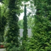 Sting™ Arborvitae -Perennials Store ThujaStingDSC00819 800x800 0c5792a