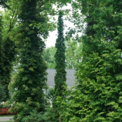 Sting™ Arborvitae