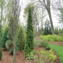 Sting™ Arborvitae -Perennials Store ThujaStingDSC08025 800x800 53ffe22
