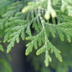 Full Speed A Hedge® 'American Pillar' Arborvitae -Perennials Store Thuja American Pillar 10 P sw