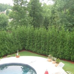 Full Speed A Hedge® 'American Pillar' Arborvitae -Perennials Store Thuja American Pillar 3 sw