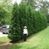 Full Speed A Hedge® 'American Pillar' Arborvitae 1 Full Speed A Hedge® 'American Pillar' Arborvitae -Perennials Store Thuja American Pillar 5 sw