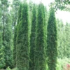 Full Speed A Hedge® 'Thin Man' Arborvitae -Perennials Store ThujaoccidentalisThinManDSC06676 800x800 460e2e4