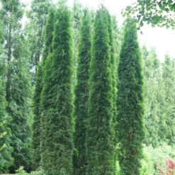 Full Speed A Hedge® 'Thin Man' Arborvitae
