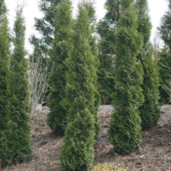 Full Speed A Hedge® 'Thin Man' Arborvitae -Perennials Store ThujaoccidentalisThinManIMG 1635 800x800 fdbdd36