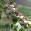'Legacy' Blueberry -Perennials Store Vaccinium Legacy P1060662