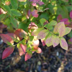 Sky Dew™ Gold Vaccinium -Perennials Store VacciniumSkyDewGoldP1106254 800x800 75523be