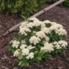 Lil Ditty® Dwarf Viburnum -Perennials Store Viburnum Lil Ditty 1 P