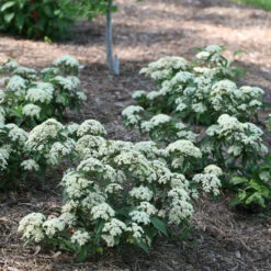 Lil Ditty® Dwarf Viburnum -Perennials Store Viburnum Lil Ditty 3 P