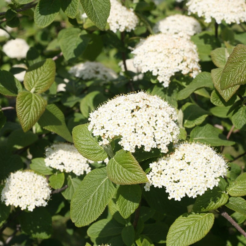 Red Balloon® Lantanaphyllum Viburnum 4 Red Balloon® Lantanaphyllum Viburnum - Image 2