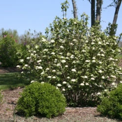 Red Balloon® Lantanaphyllum Viburnum 8 Red Balloon® Lantanaphyllum Viburnum -Perennials Store Viburnum Red Balloon 2