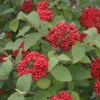 Red Balloon® Lantanaphyllum Viburnum 1 Red Balloon® Lantanaphyllum Viburnum -Perennials Store Viburnum Red Balloon 3