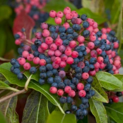 Brandywine™ Witherod Viburnum -Perennials Store ViburnumBrandywineIMG 0212 800x800 ff3c145