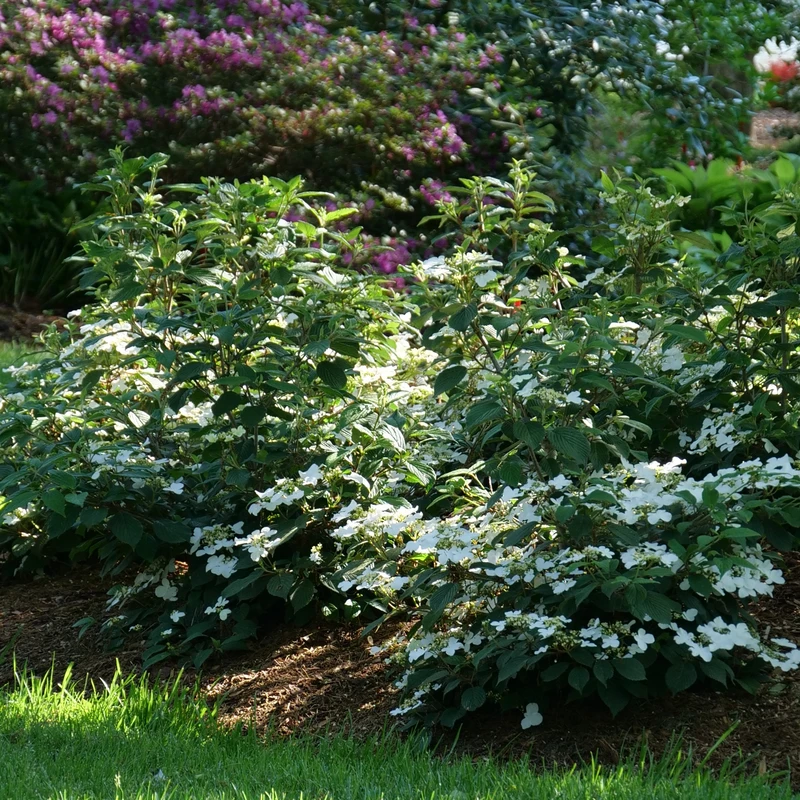 Steady Eddy™ Doublefile Viburnum 4 Steady Eddy™ Doublefile Viburnum - Image 2