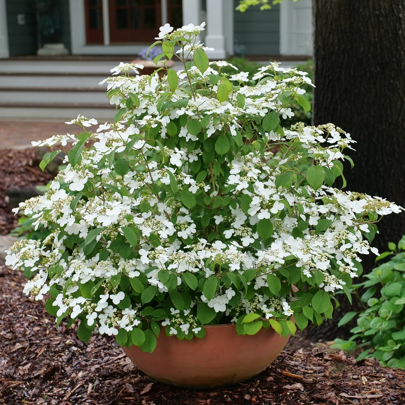 Steady Eddy™ Doublefile Viburnum 3 Steady Eddy™ Doublefile Viburnum