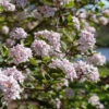 Spice Girl® Koreanspice Viburnum -Perennials Store ViburnumcarlesiiSpiceGirlP1075139SQ
