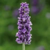 'Vintro Blue’ English Lavender -Perennials Store VintroBlueLavender