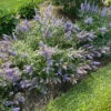 Rock Steady™ Chastetree 2 Rock Steady™ Chastetree -Perennials Store Vitex Rock Steady IMG 0869