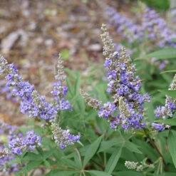 Rock Steady™ Chastetree -Perennials Store Vitex Rock Steady P1238280