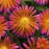 Ocean Sunset™ Orange Glow Ice Plant -Perennials Store WEB 186147